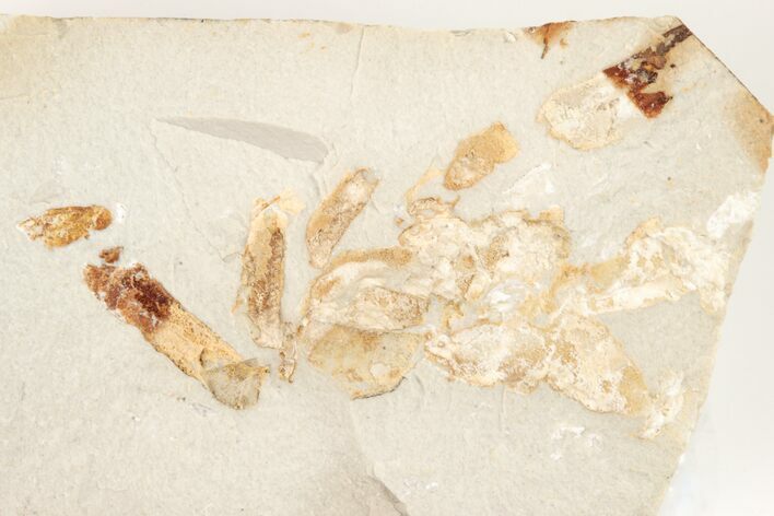 Partial, Miocene Pea Crab (Pinnixa) Fossil - California #205083